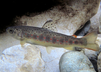 Bachforelle (Salmo trutta forma fario) - © Gernot Kunz